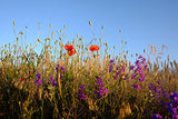 5 Packs of Native Wildflower seedballs, Handmade in Dorset. Bring The Bees Back.