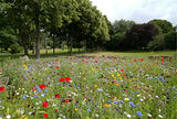 5 Packs of Native Wildflower seedballs, Handmade in Dorset. Bring The Bees Back.